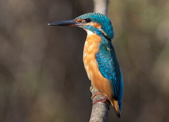 Common kingfisher, Alcedo atthis. A bird sits on a branch above the water, waiting for prey