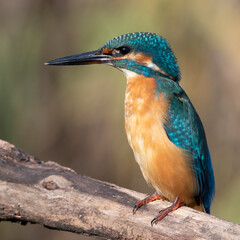 Common kingfisher, Alcedo atthis. The bird sits on a beautiful old branch, Close-up