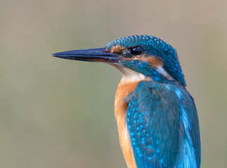 Common kingfisher, Alcedo atthis. Close-up of a beautiful bird, blurred smooth background