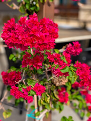Vibrant bougainvillea flowers blooming in bright daylight