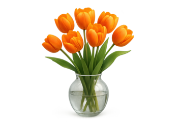 Bright orange tulips in clear glass vase filled with water, fresh bouquet