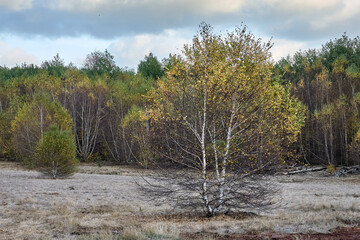 La Caldara di Manziana (ROMA) - Le bellissime Betulle Bianche