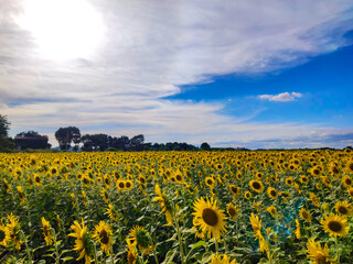sunflower field and blue sky