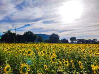 sunflower field and blue sky