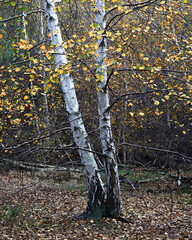 La Caldara di Manziana (ROMA) - Le bellissime Betulle Bianche