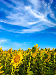 sunflower field and blue sky