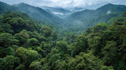 Dense rainforest forest landscape tropical vegetation lush green tones humid atmosphere exotic nature scene biodiversity theme vivid detail