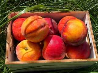 Ripe juicy peaches fruits.