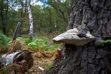 La Caldara di Manziana (ROMA) - Fungo a mensola cresce sul tronco di una betulla