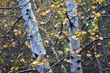 La Caldara di Manziana (ROMA) - Le bellissime Betulle Bianche