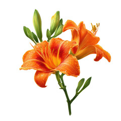 Two vivid orange lilies with yellow highlights display fresh water droplets on their petals against a plain background