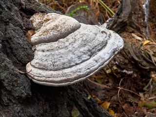 La Caldara di Manziana (ROMA) - Fungo a mensola cresce sul tronco di una betulla