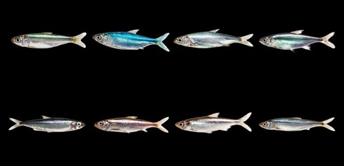 Various Fish Species Displayed on Dark Background with Detail
