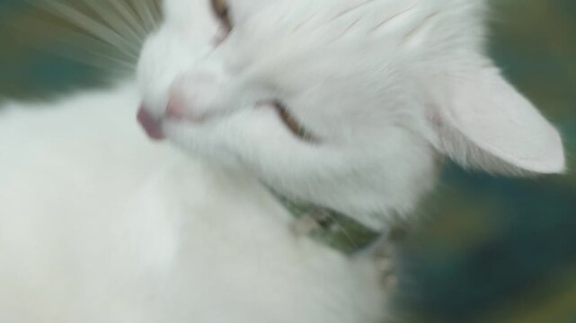 close up white cat licking its fur, domestic white cat grooming itself