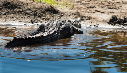 crocodile, in nature while standing on the river bank in the sun