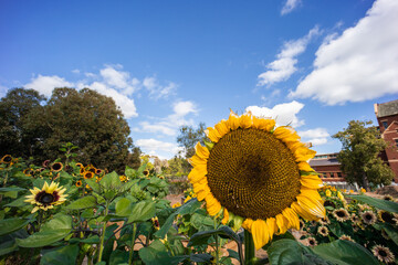 Summer means sunflowers in full bloom!
