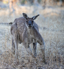 Australia's national animal, the kangaroo