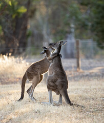 Australia's national animal, the kangaroo