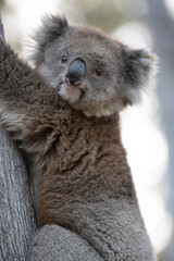 Australia's national teddy bear - the koala!