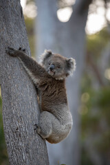 The Australian koala, a master of balance.