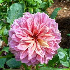 Dahlia Garden, Adelaide Botanic Garden