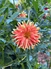 Dahlia Garden, Adelaide Botanic Garden