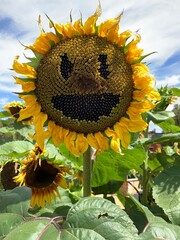 Summer means sunflowers in full bloom!