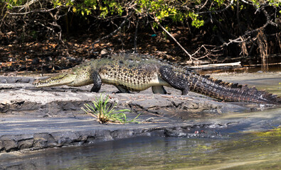 crocodile on the beach walks imposing and strong, full figure