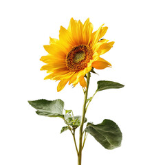 Obraz premium Bright yellow sunflower with green stem and leaves in full bloom. Isolated on transparent background, png