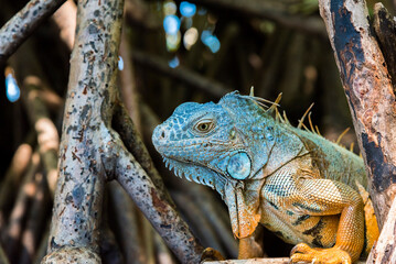iguana in nature resting on a branch, close-up, full color
