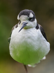 Close-up of the head and beak of an American avocet.
