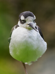 Close-up of the head and beak of an American avocet.

