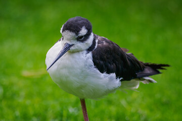 Close-up of the head and beak of an American avocet.
