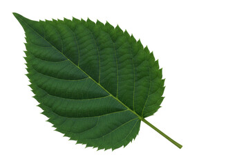 Isolated green leaf with jagged edges, nature, simple beauty, botanical illustration