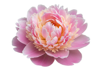 Isolated pink peony flower blossom, soft light, spring bloom, petals, floral beauty, nature © Michal