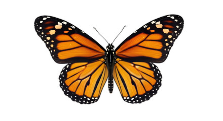 Fototapeta premium Title: Orange Monarch Butterfly in Motion — Dynamic Wing Detail Isolated on White Background 