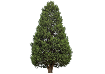 Isolated Evergreen Tree, arborvitae, green foliage, tall and sturdy nature element for design
