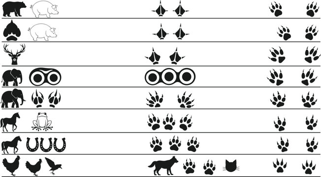 Animal footprint chart vector illustration, educational wildlife track guide, paw and hoof print comparison for nature, tracking, biology, outdoor content