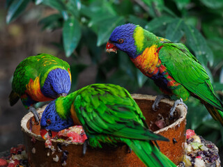 Mountain lorikeet near a brown bowl with fruit in an outdoor aviary.
