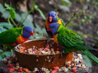 Mountain lorikeet near a brown bowl with fruit in an outdoor aviary.
