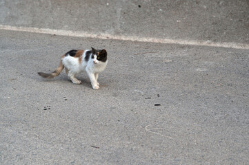 An adorable and adventurous stray cat is walking on the pavement in an urban setting