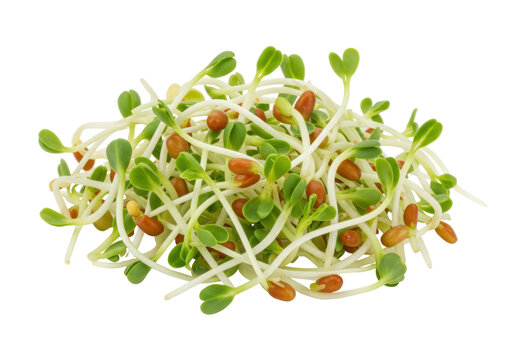 Isolated fresh microgreens with seeds, alfalfa sprouts are healthy and nutritious food