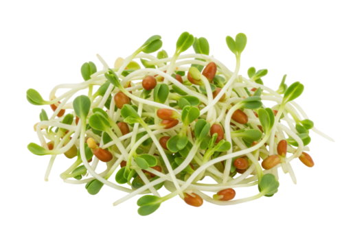 Isolated fresh microgreens with seeds, alfalfa sprouts are healthy and nutritious food
