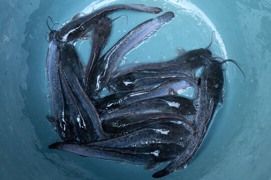 Bucket of Live Catfish 