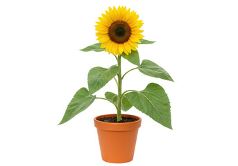 Obraz premium Isolated sunflower in pot, vibrant yellow petals, botanical freshness, natural growth, healthy plant