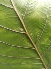 green leaf texture, close up of leaf texture, green leaf background