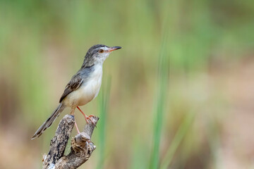 Fototapeta premium The Plain Prinia on a branch