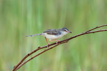 The Plain Prinia on a branch