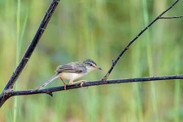 The Plain Prinia on a branch