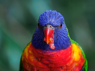 Portrait of a mountain lorikeet with fruit in its beak and a blurred background.
